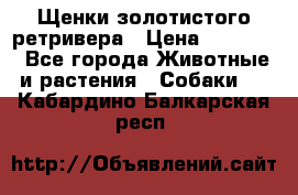 Щенки золотистого ретривера › Цена ­ 15 000 - Все города Животные и растения » Собаки   . Кабардино-Балкарская респ.